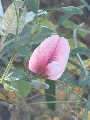 Tangier Pea (Lathyrus tingitanus)