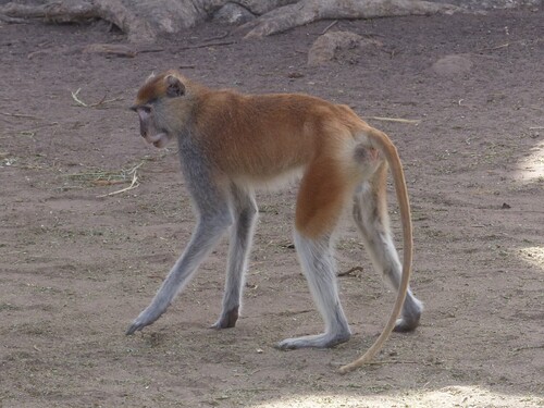 Western Patas Monkey