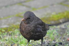 Turdus merula