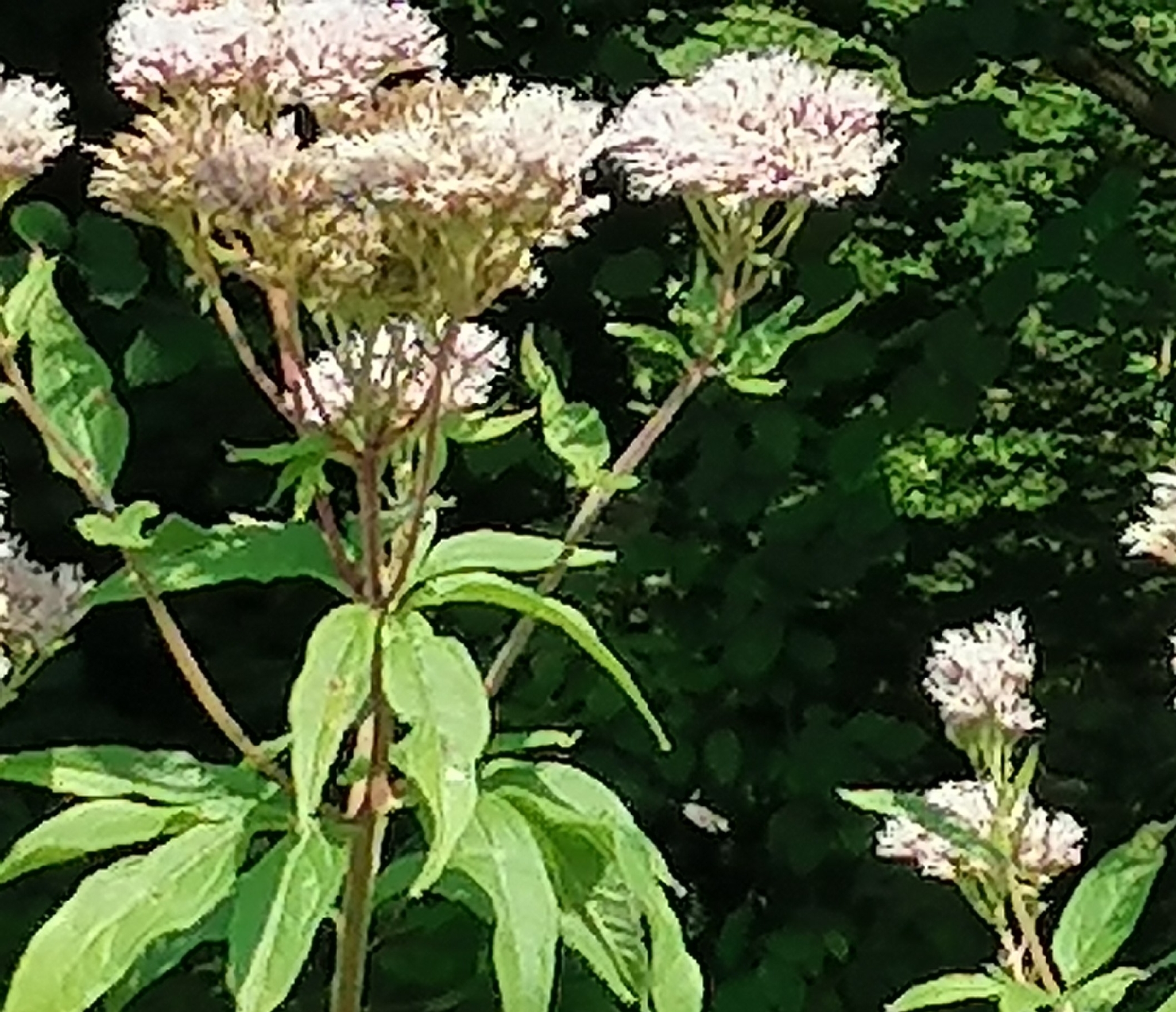 Hemp Agrimony (Eupatorium cannabinum)