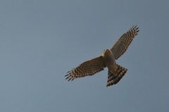 Accipiter nisus