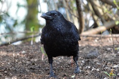 Corvus corone