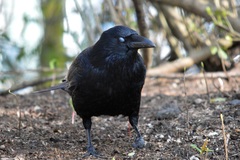 Corvus corone