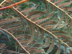 Cyathea dregei