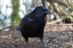 Corvus corone