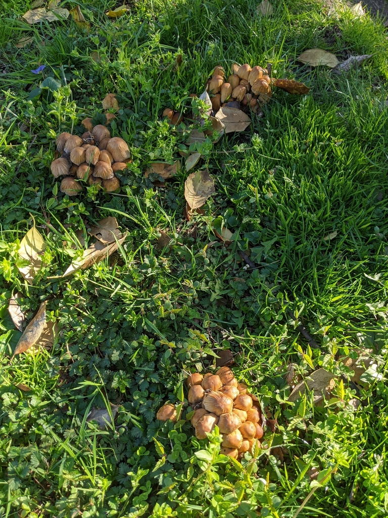 Coprinellus micaceus · April 2026 · photo: © aftertheteacups (iNaturalist, cc-by)