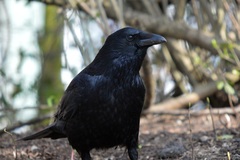 Corvus corone