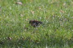 Fringilla coelebs