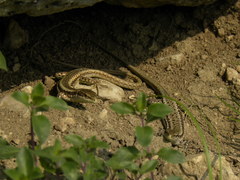 Darevskia daghestanica