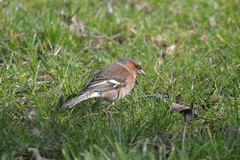 Fringilla coelebs