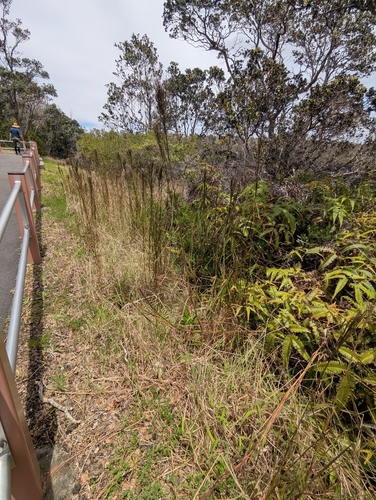 Schizachyrium microstachyum