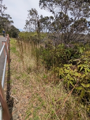 Schizachyrium microstachyum