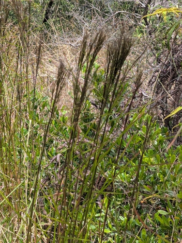Schizachyrium microstachyum, photograph 2