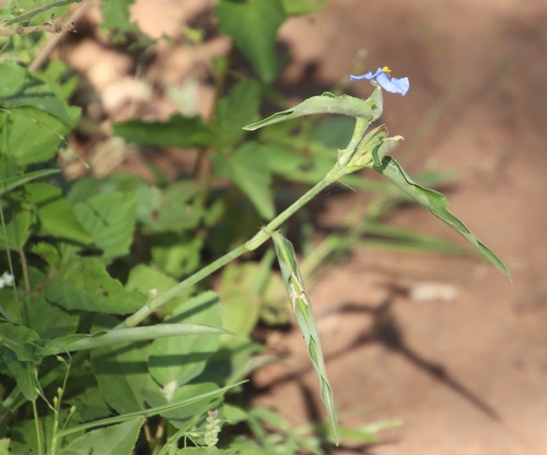 Commelina modesta image