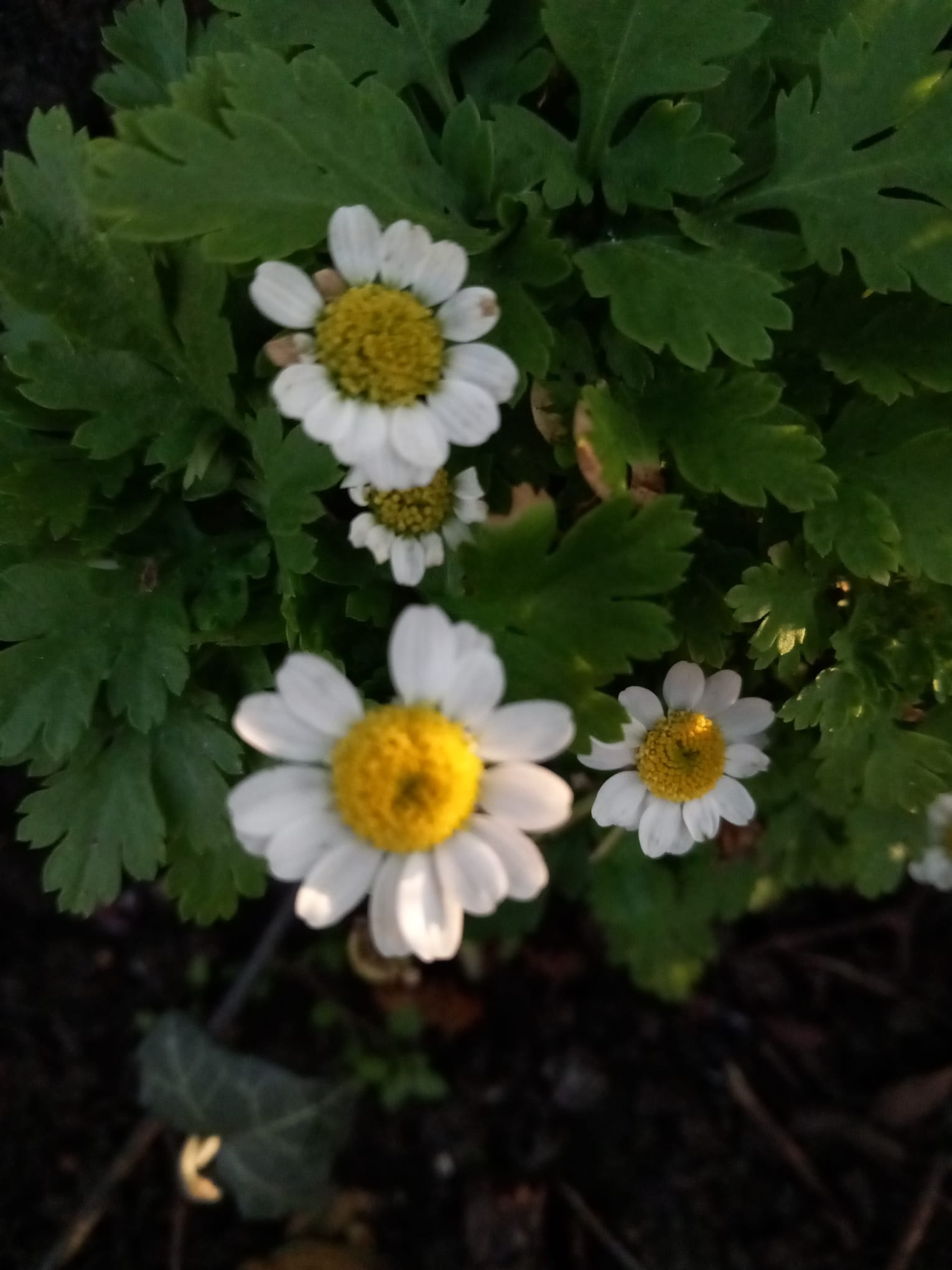 Feverfew (Tanacetum parthenium)