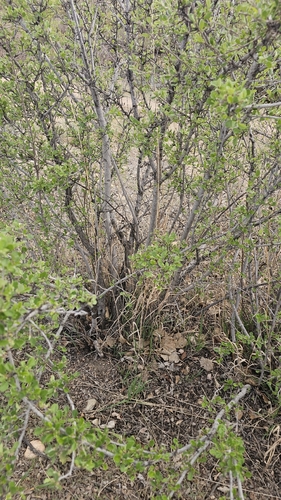 Alderleaf Mountain Mahogany (Cercocarpus montanus)