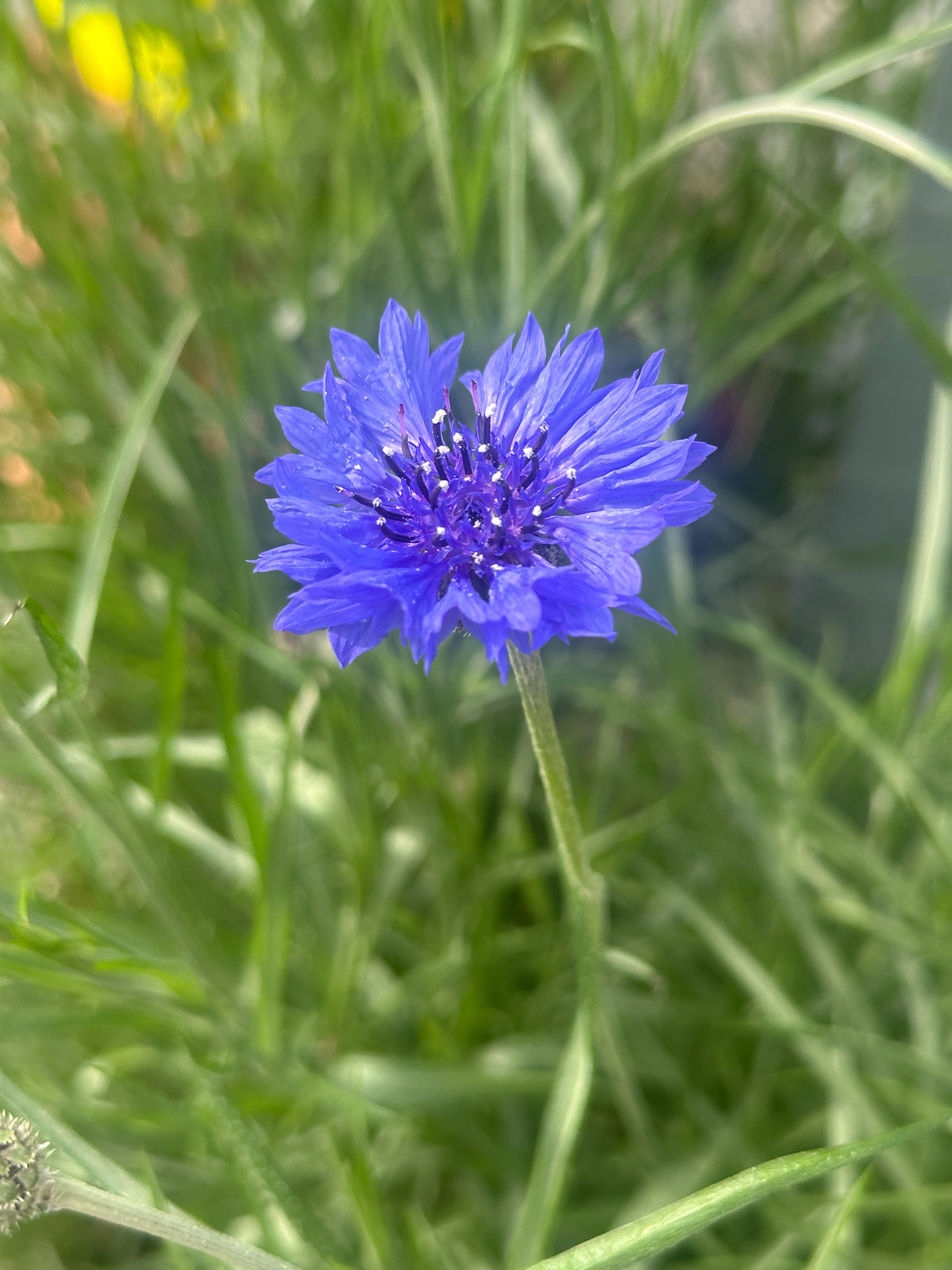 Cornflower (Centaurea cyanus)