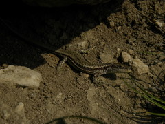 Darevskia daghestanica