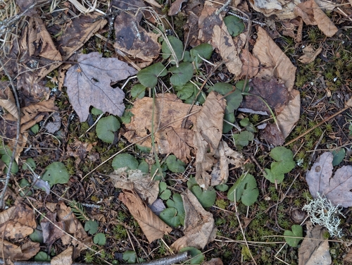 dewdrop (Rubus dalibarda)