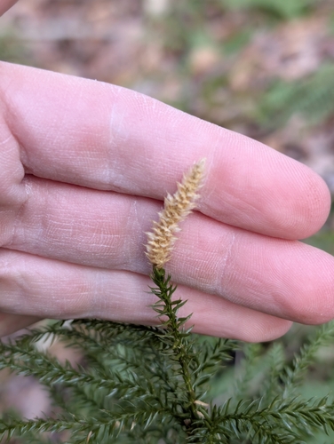 prickly tree-clubmoss (Dendrolycopodium dendroideum)