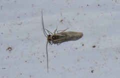 Caeciliusidae