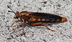 Phyllomydas parvulus