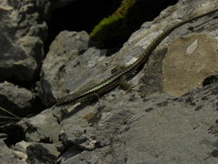 Darevskia daghestanica