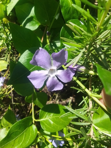 greater periwinkle