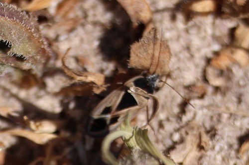 Mediterranean Seed Bug photo 5