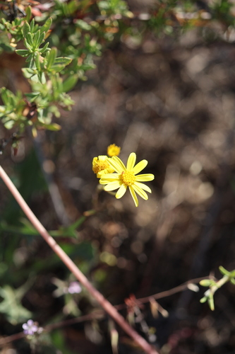 California ragwort (Senecio californicus)