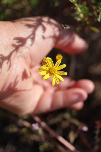 Senecio californicus, photograph 2