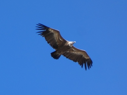 Avistamiento Buitre leonado