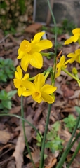 Narcissus jonquilla
