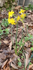 Narcissus jonquilla