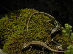 Darevskia daghestanica