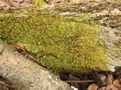 Entodon cladorrhizans