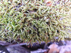 Entodon cladorrhizans