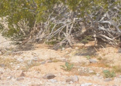 Xerospermophilus tereticaudus