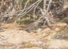 Xerospermophilus tereticaudus