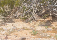 Xerospermophilus tereticaudus