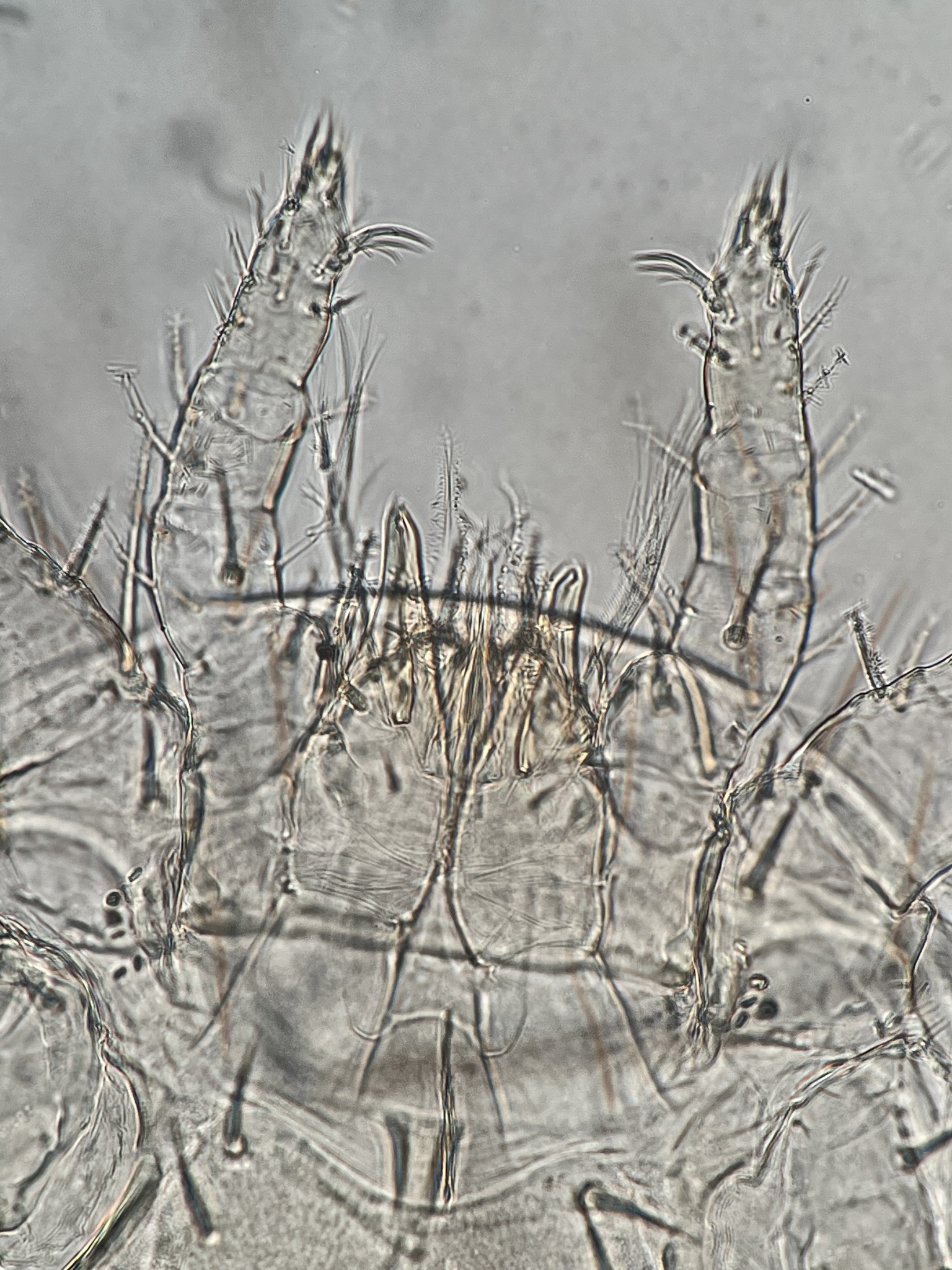 Micromegistus bakeri