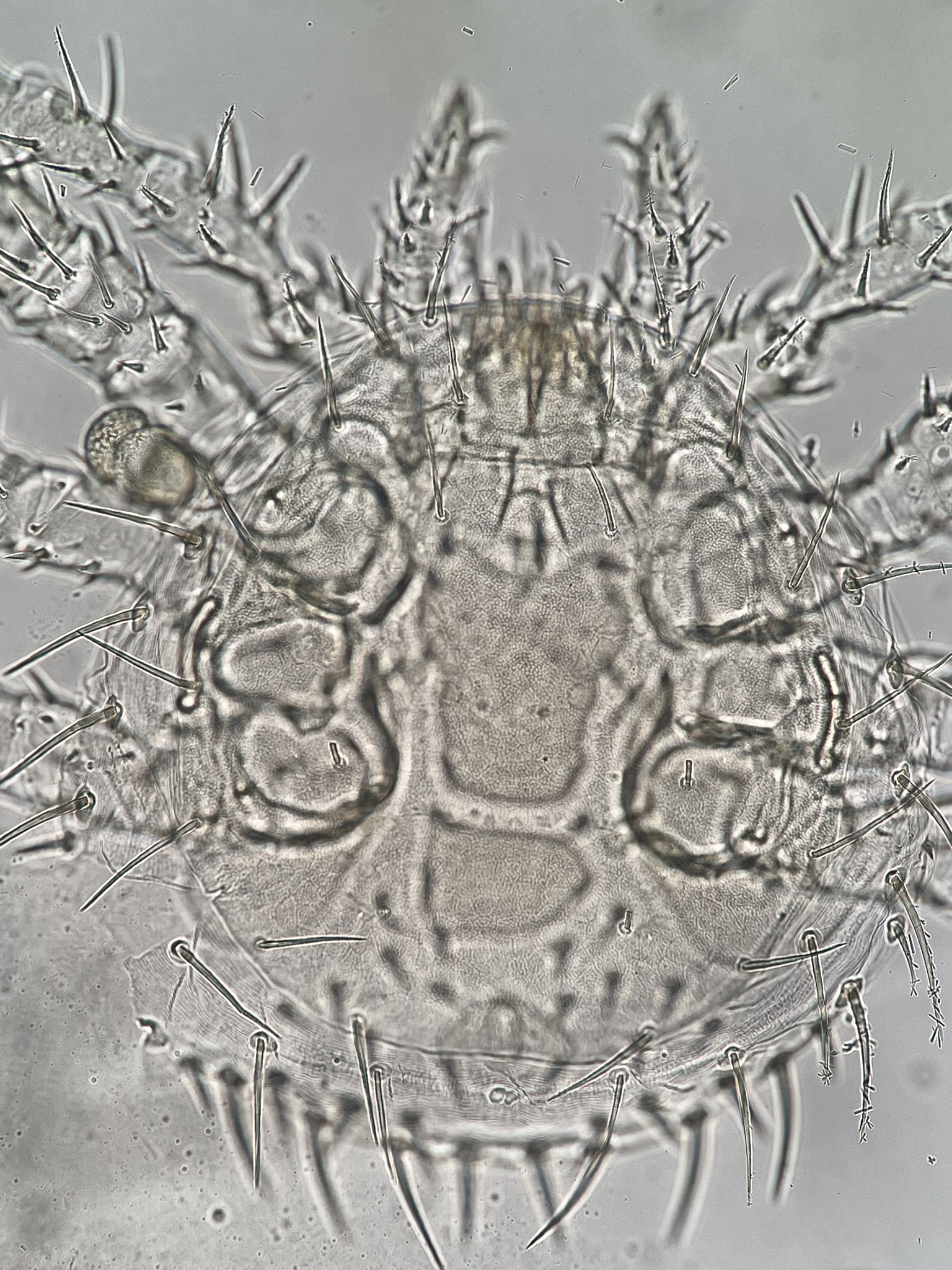Micromegistus bakeri