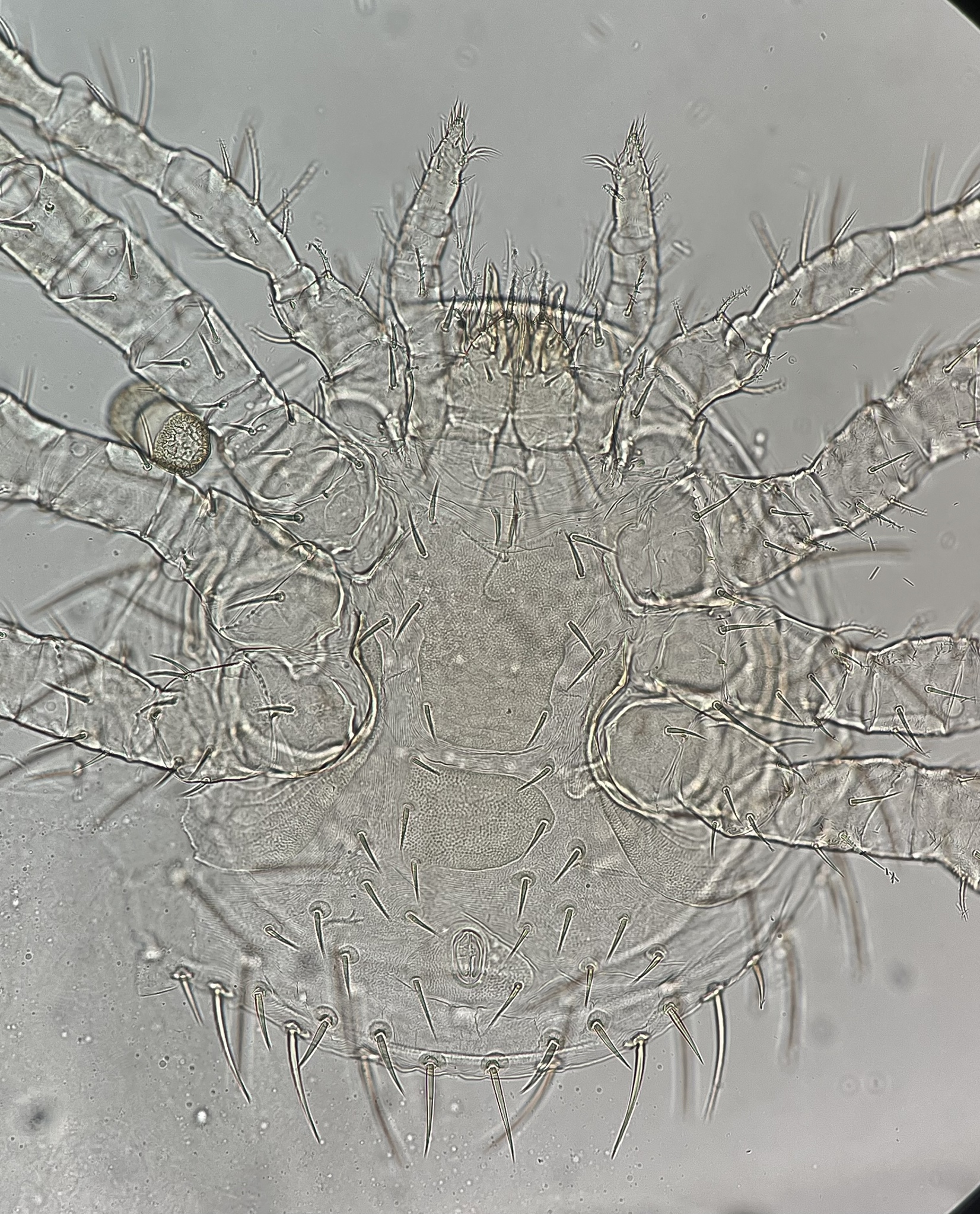 Micromegistus bakeri