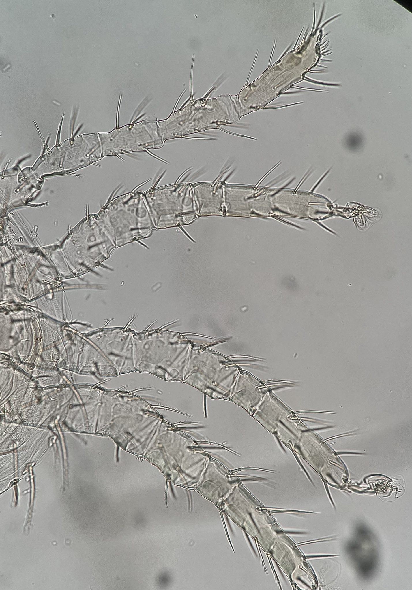 Micromegistus bakeri