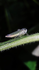 Macugonalia cavifrons