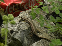 Darevskia daghestanica