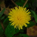 Diente de León - Photo (c) A. Flinn (and M. Finn), algunos derechos reservados (CC BY-NC), subido por A. Flinn (and M. Finn)