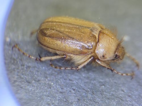 Rhizotrogus marginipes