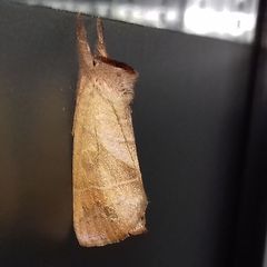 Clostera anastomosis