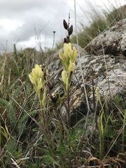 Castilleja affinis neglecta